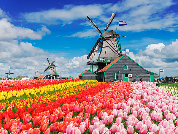 Tulpenblüte in Holland mit Windmühlen im Hintergrund.