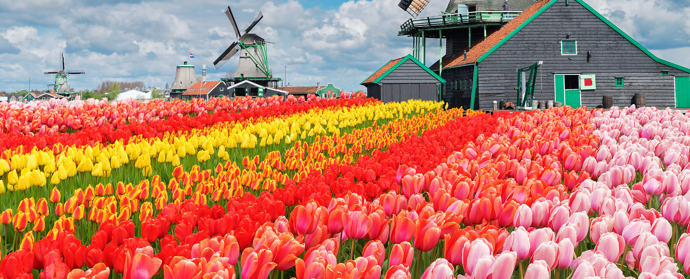 Tulpenblüte in Holland mit Windmühlen im Hintergrund.