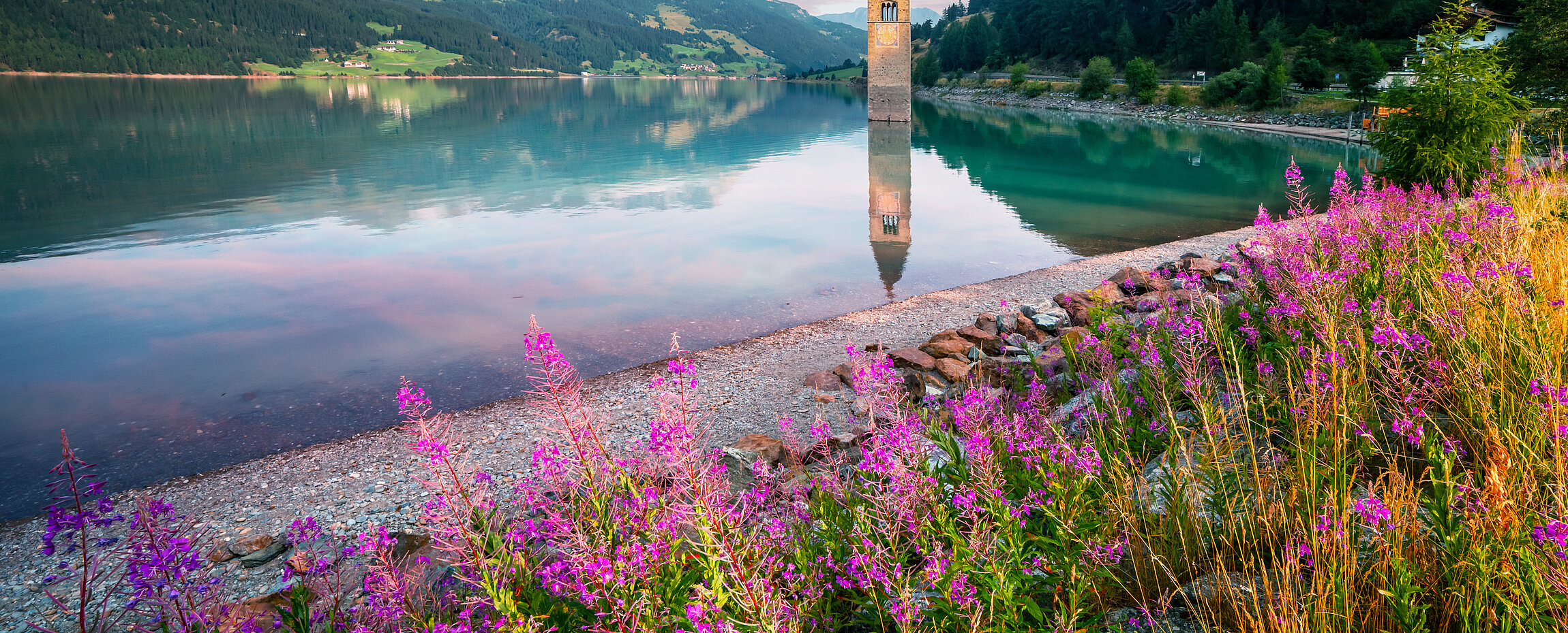 versunkener Turm im Reschensee und lila Blumenwiese